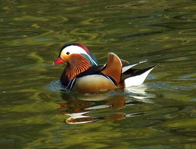 Прикрепленное изображение: 004.jpg